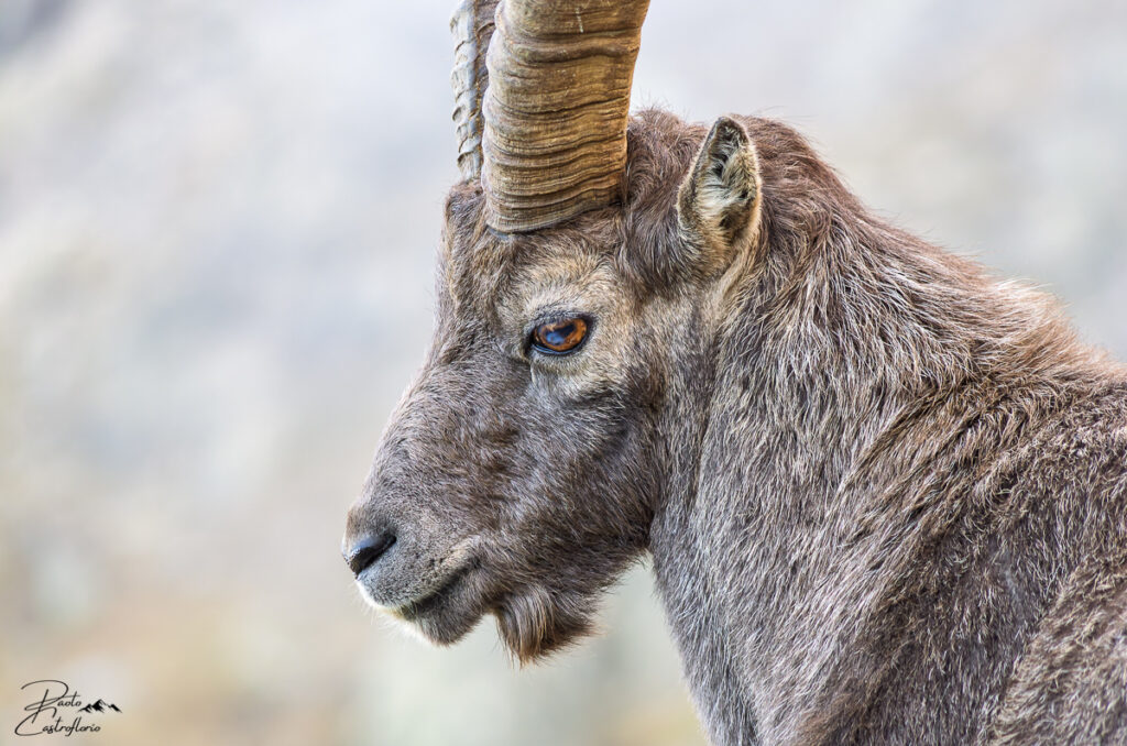 Bouquetin au Col de Fenestrelle